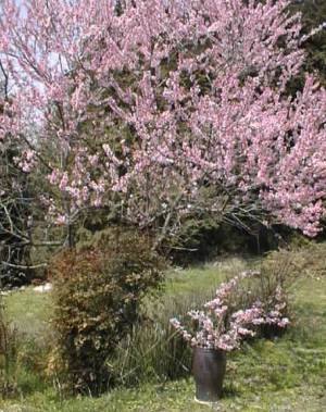 桃の花写真