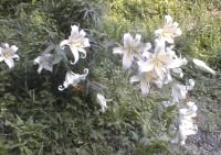 ヤマユリの花・写真