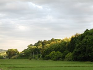 田んぼと山林の写真